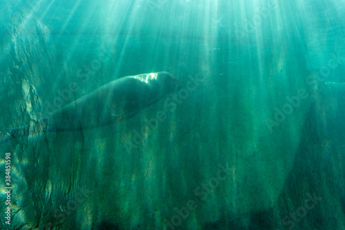 Huge walrus swimming n the water