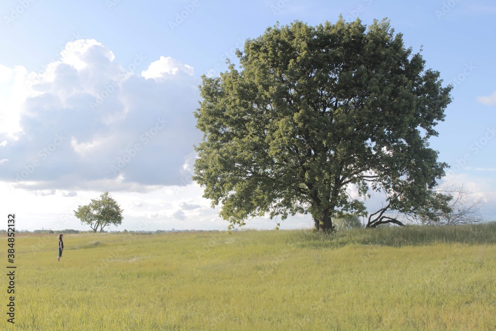tree in field tree in field