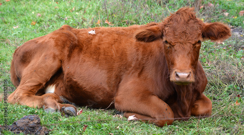 Devon is an ancient breed of cattle from the south western English county of Devon. It is a rich red or tawny colour, and this gives rise to the popular appellation of Devon Ruby or Red Ruby photo