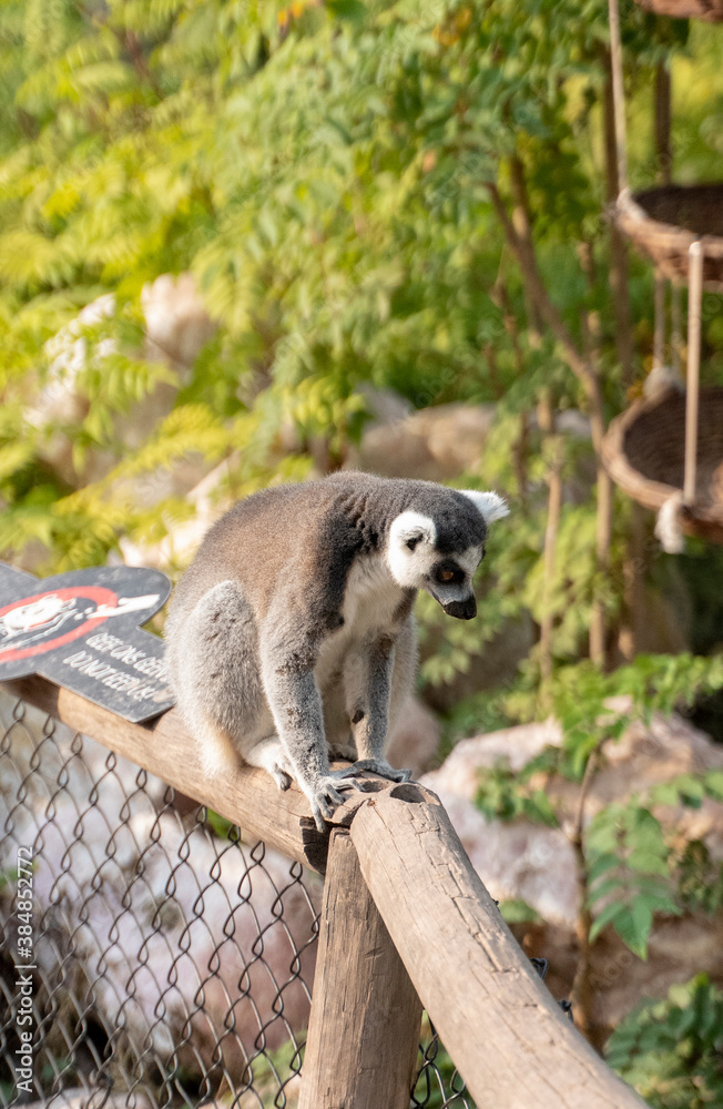 Obraz premium Portrait of a beautiful ring-tailed lemur