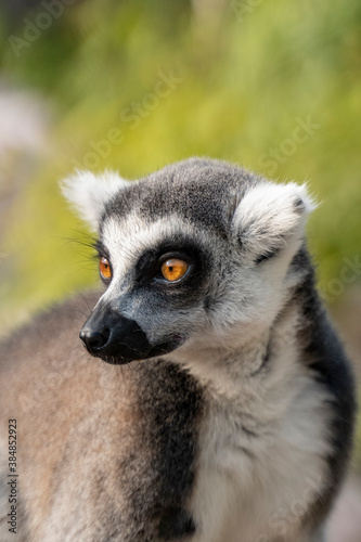 Portrait of a beautiful ring-tailed lemur © Marcin Jezierski