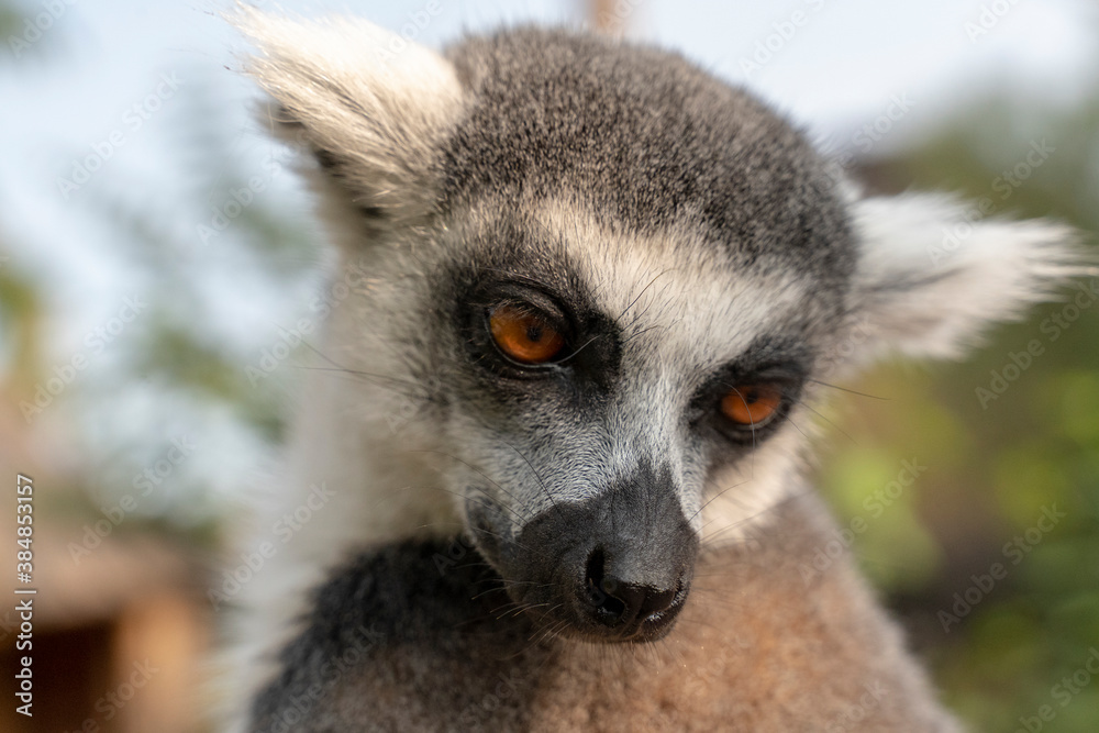 Obraz premium Portrait of a beautiful ring-tailed lemur