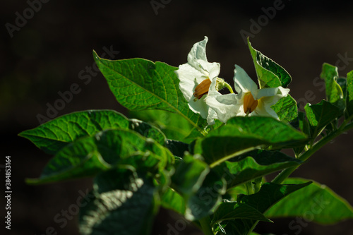 Blooming potato (lat. Solanum tuberosum)
