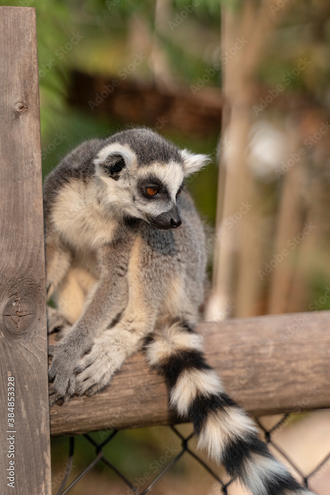 Fototapeta premium Portrait of a beautiful ring-tailed lemur