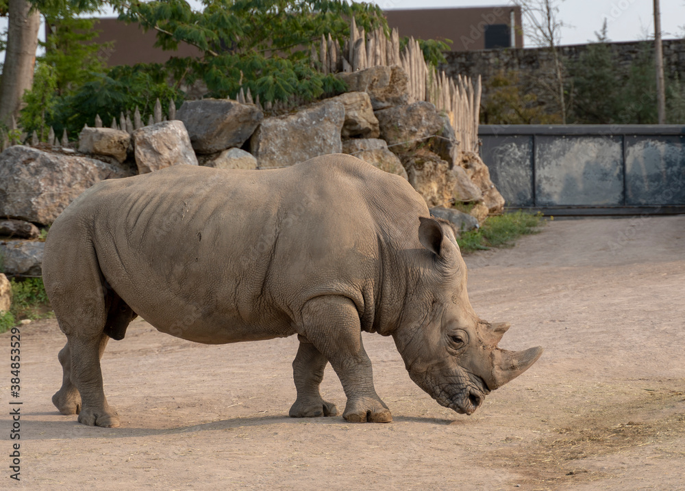 Big white rhinoceros walking around its enclosure Big white rhinoceros walking around its enclosure
