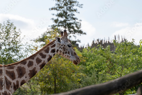 Photography Portrait of a beautiful giraffe on sunny day