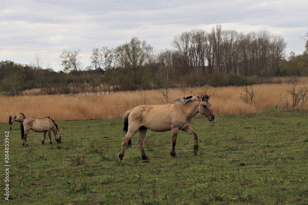 Obraz premium wild horse