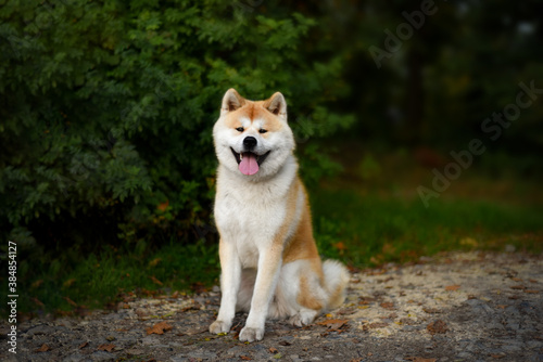 Japanese Akita Inu Dog sitting happy in the forest 