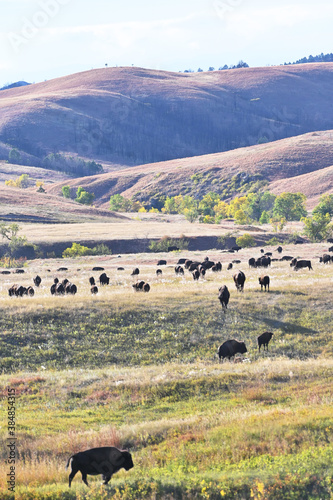 Herd of Buffalos