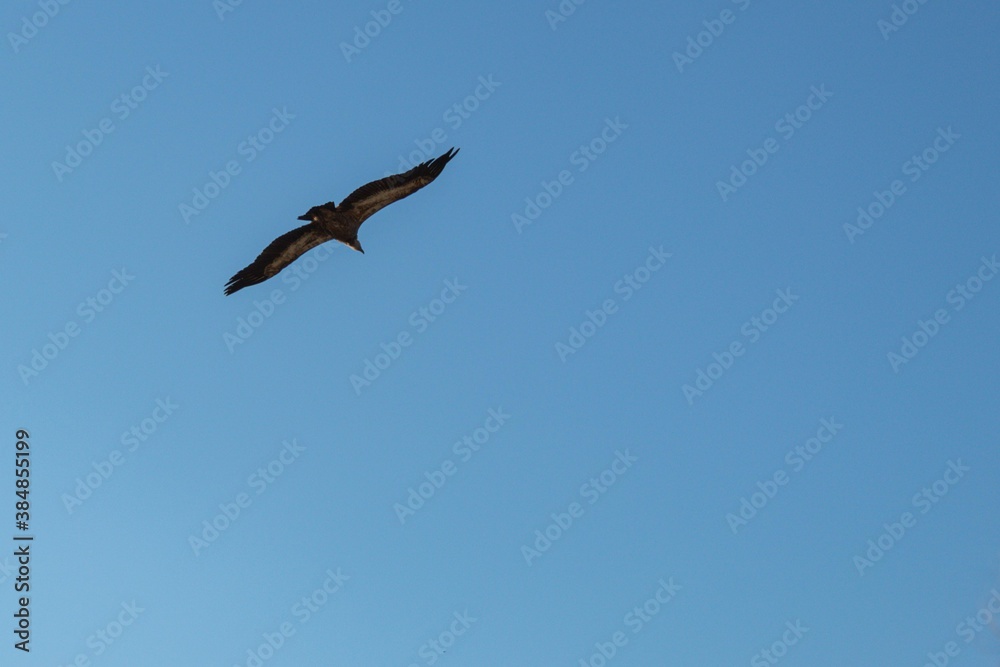 flight of a vulture with its wings spread out in the blue sky flight of a vulture with its wings spread out in the blue sky