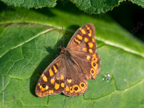 Papillon tircis. photo