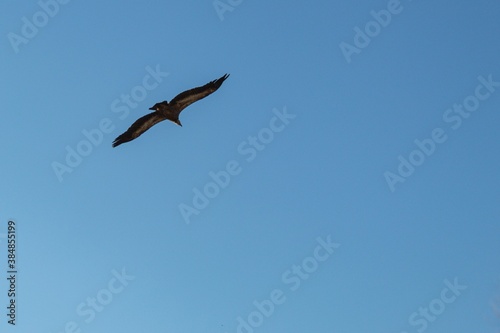 flight of a vulture with its wings spread out in the blue sky