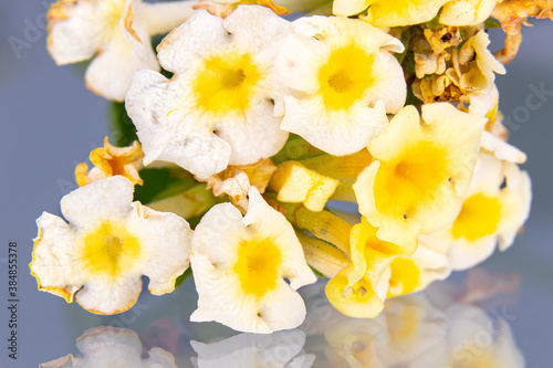 Lantana camara  Verbenaceae family. It s a Mediterranean garden plant highly appreciated for the amount of flowers it offers us and for the long period of time it does