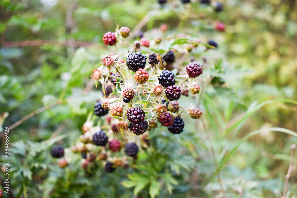 Brambles fruits. Autumn fruits in a garden. Photo of brambles. Blackberry fruits in nature Brambles fruits. Autumn fruits in a garden. Photo of brambles. Blackberry fruits in nature