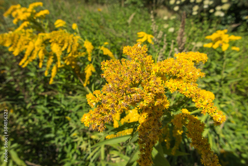 yellow-blooming goldenrod, also known as mimosa, © rparys