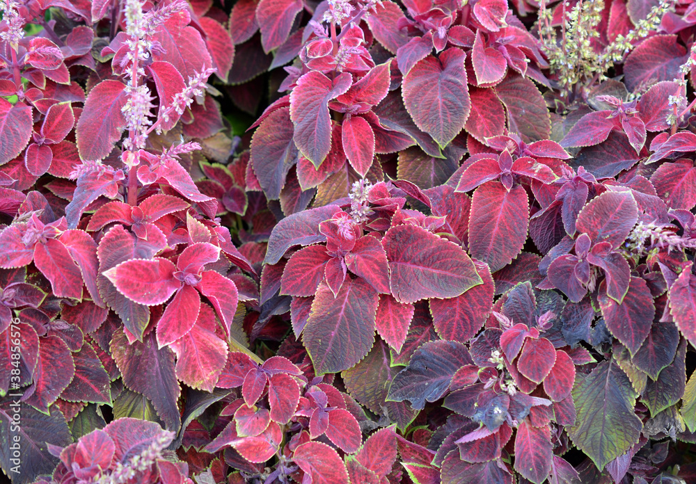 background of decorative Coleus leaves background of decorative Coleus leaves
