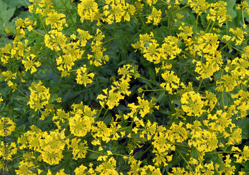 background field of yellow flowers bittercress
