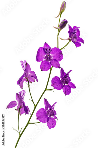 Fototapeta Naklejka Na Ścianę i Meble -  Violet flower of wild delphinium, larkspur flower, isolated on white background