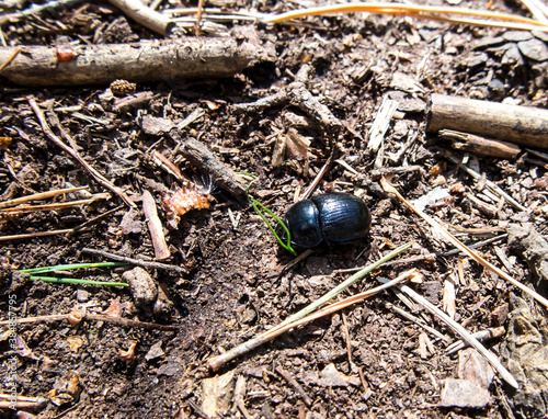 Forest beetle (Anoplotrupes stercorosus) photo