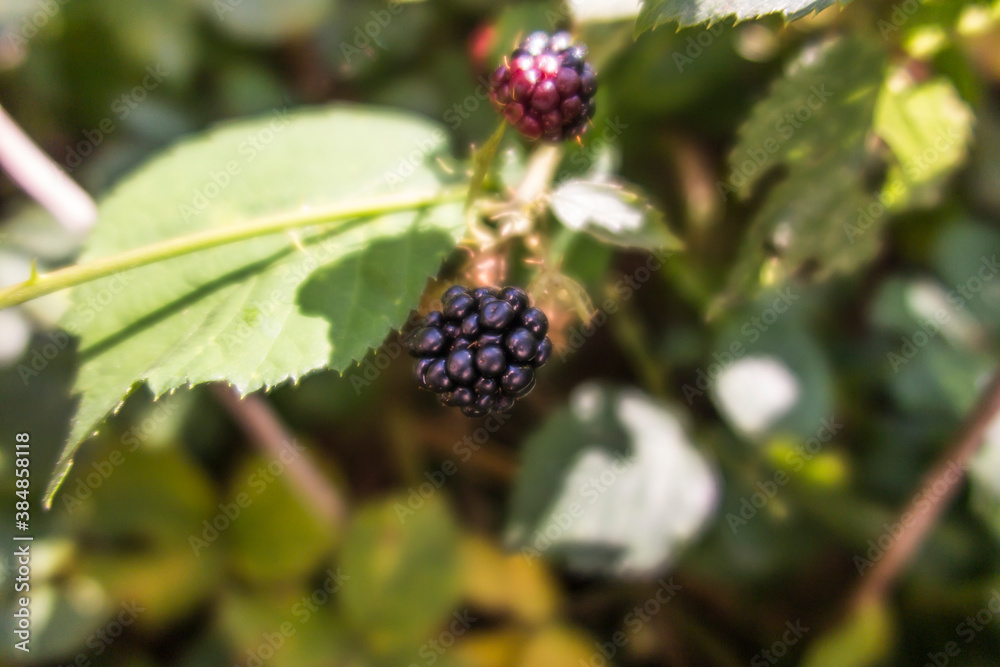 wild blackberry fruits forming thickets wild blackberry fruits forming thickets