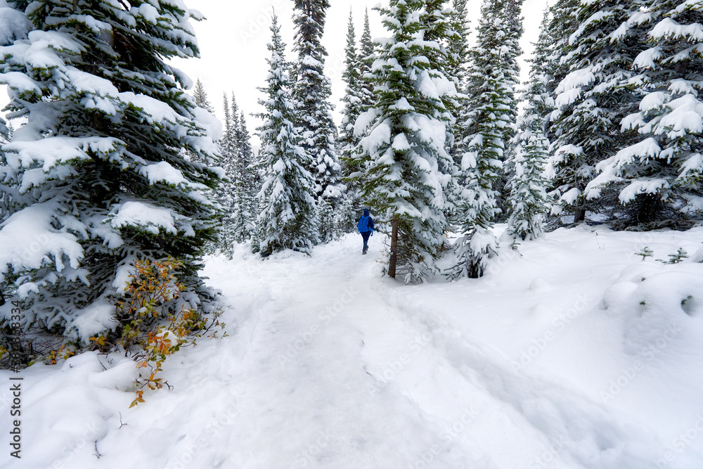 Woman hiking in a Pine Trees with Snow On A Mountain In Winter Woman hiking in a Pine Trees with Snow On A Mountain In Winter
