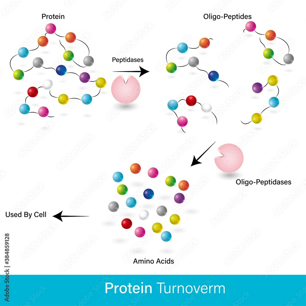 Schematic representation of events in protein digestion using enzyme of cell and converts into polypeptide and the to amino acids. Schematic representation of events in protein digestion using enzyme of cell and converts into polypeptide and the to amino acids.