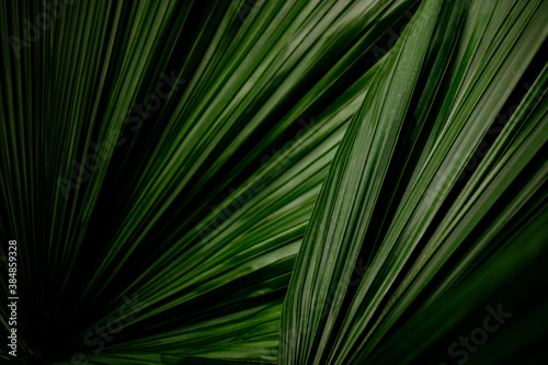 Palm leaves