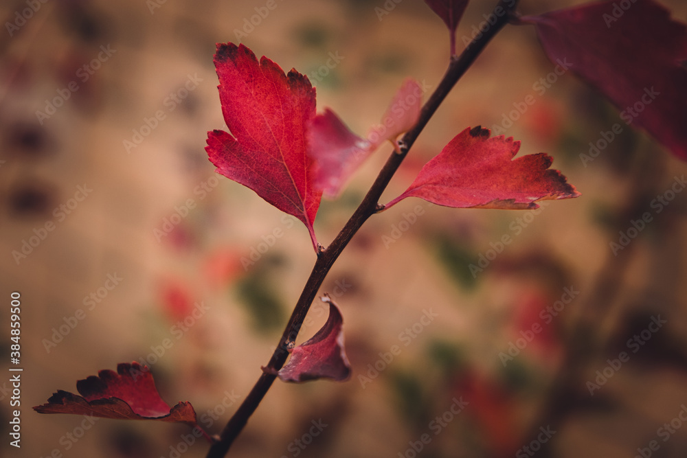 branch of a tree with red-orange foliage. fall. the background is blurred. close-up branch of a tree with red-orange foliage. fall. the background is blurred. close-up