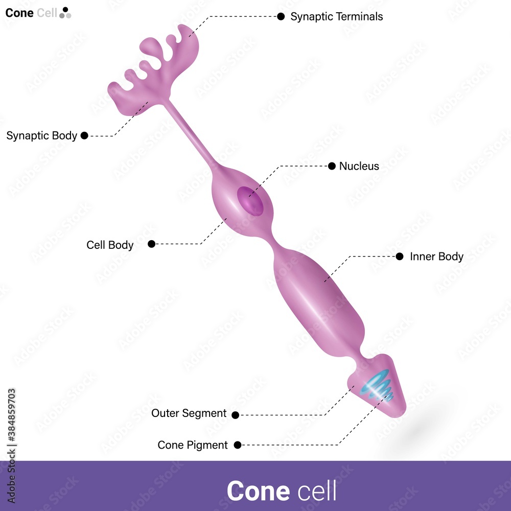 Structure of photoreceptor. cells of retina, cone cells of eye, color vision and night vision