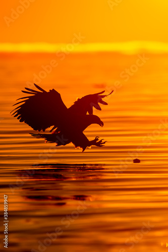 White Tailed Eagle photo