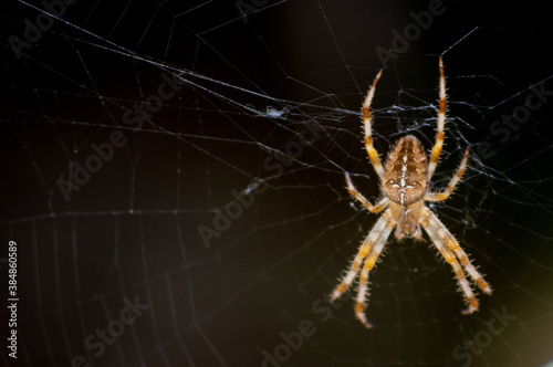 Close-up shot of a spider on the web