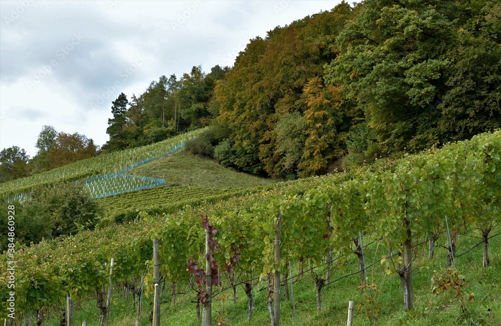A vineyard growing on a sunny slope in town Weinfelden in Switzerland. There are various sorts of vines planted for production of different sorts of wine. Winemakers produce usually more wine sorts.