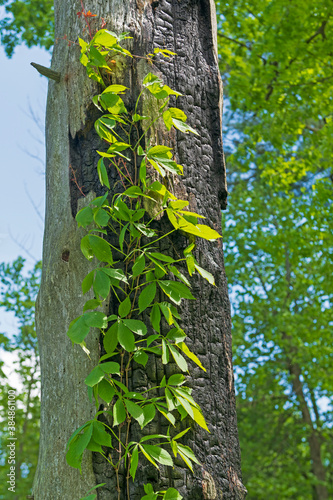 Fototapeta Naklejka Na Ścianę i Meble -  Virginia Creeper Growing up a Tree Scar
