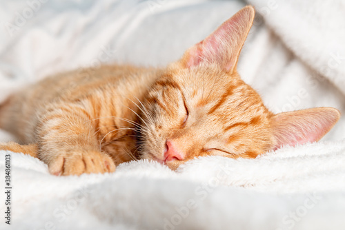 Cute little ginger kitten sleeps on its back on white soft blanket © manuta