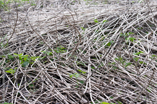 A pile of dry grass in the summer lies on the ground in the forest