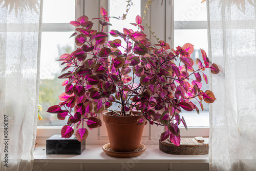 A large coleus plant indoors in a window sill photo