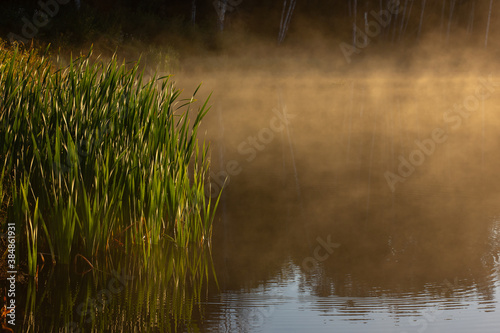 Mystical fog above the water surface on a forest lake in the rays of the golden rising sun. Green reeds in the rays of the morning fabulous dawn