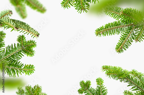 Fresh green spruce branches on light gray background. Fir tree frame, Christmas or New Year decoration. Natural spruce, branches with needles. Winter, holiday card, creative background with fir tree