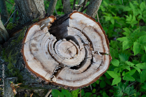 cut down from a tree, visible tree rings, old and cracked stump