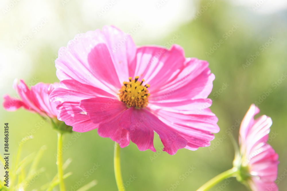 Obraz premium コスモス