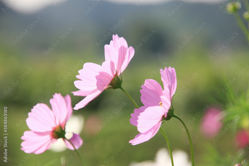 Fototapeta premium コスモス