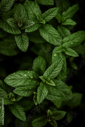 Fresh mint leaves photo
