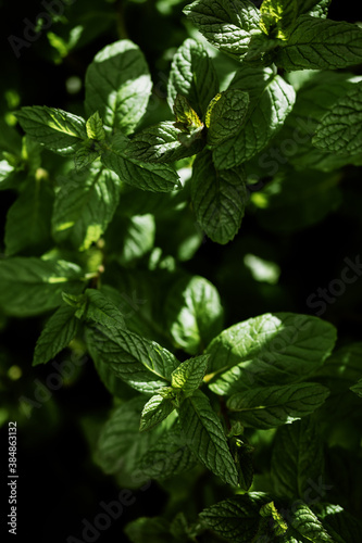 Fresh mint leaves photo