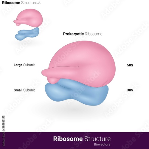 Structure of prokaryotic ribosome with 50s and 30s large and small subunits vector photo