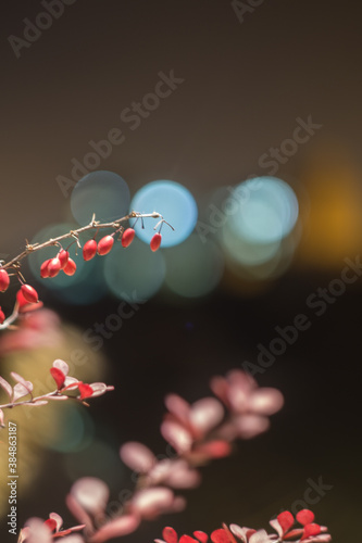 Red flower