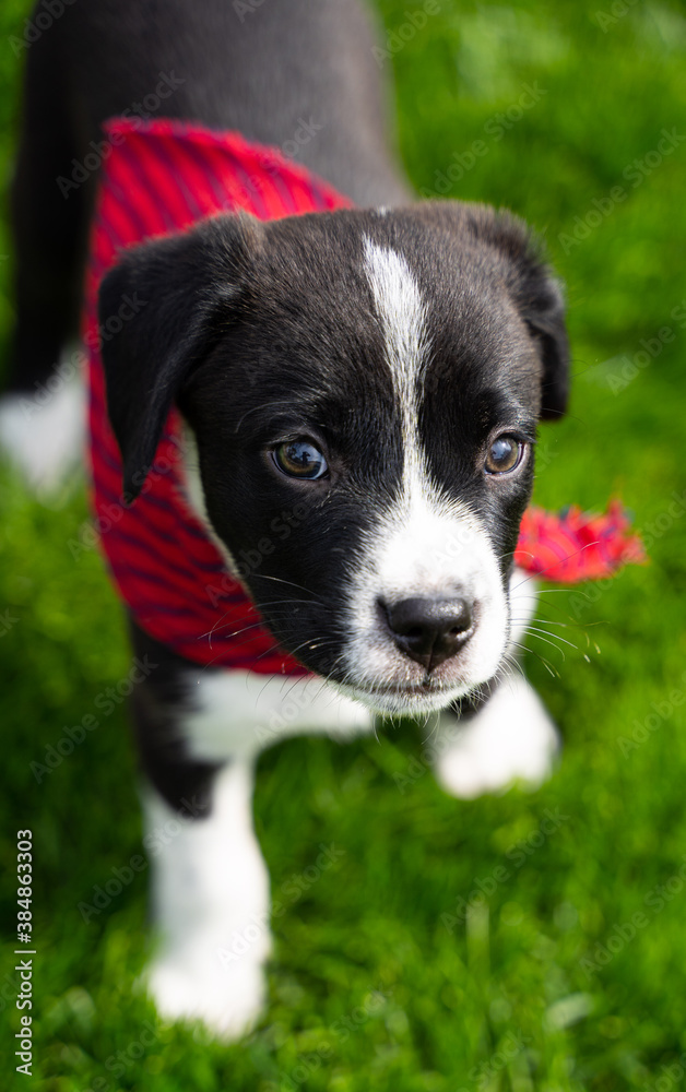 black and white dog