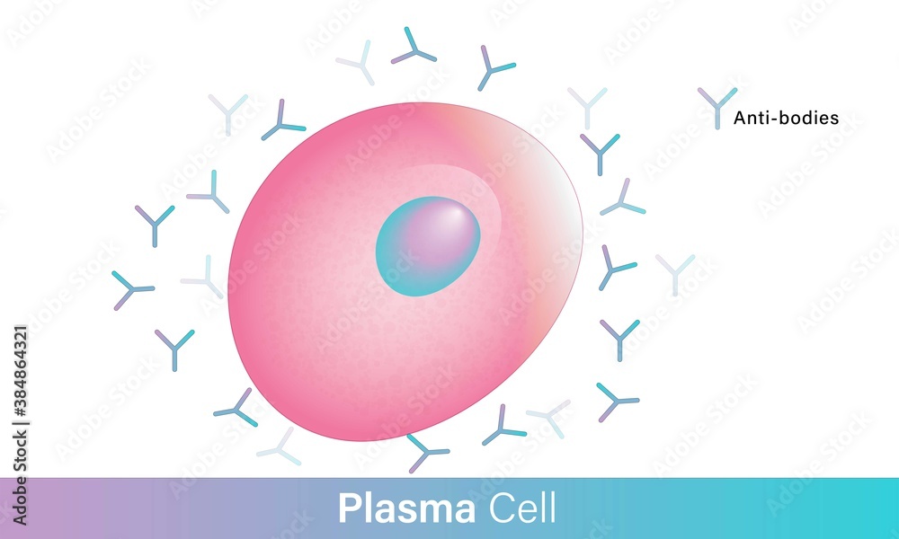 Plasma cell producing antibodies vector illustration. white blood cell