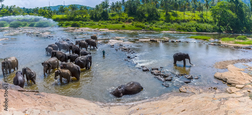 A panorama view of a herd of elephants enjoying a refreshing shower in the Maha Oya river at Pinnawala, Sri Lanka, Asia photo