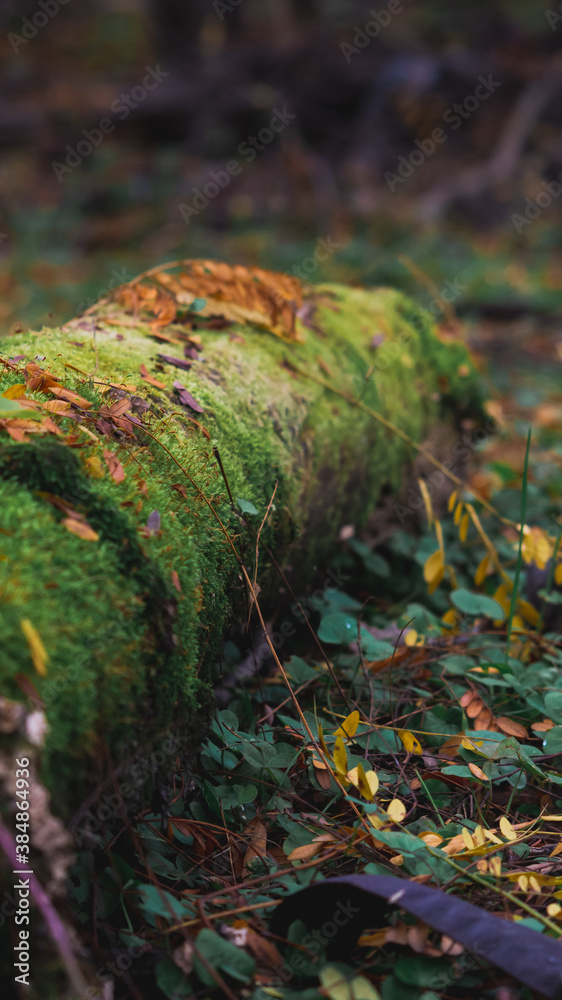 Obraz premium qweqwe