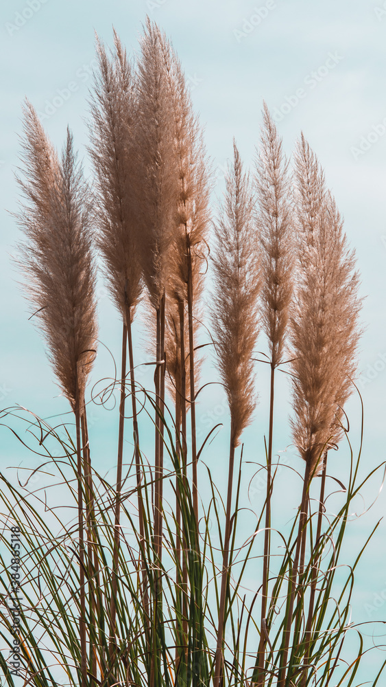 Fototapeta premium rwerwet